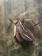 Abantiades latipennis