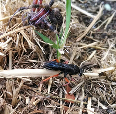 Episyron conterminus cressoni