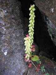 Umbilicus botryoides