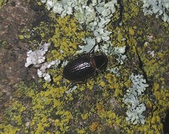 Leschenius vulcanorum