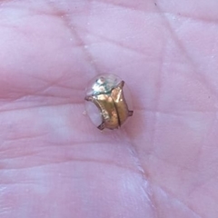 Aspidimorpha quadriremis