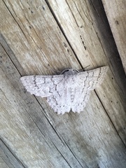 Crypsiphona tasmanica