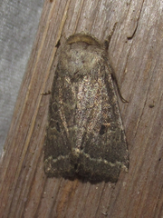 Protorthodes texicana