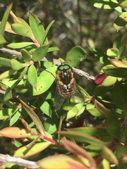 Scaptia patula