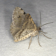Frederickia disparcata