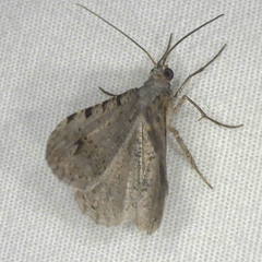 Frederickia disparcata