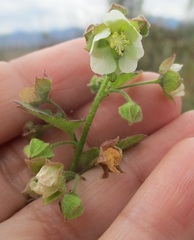 Kearnemalvastrum lacteum