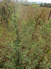 Kearnemalvastrum lacteum