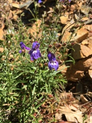 Penstemon filiformis