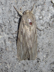 Spodoptera albula