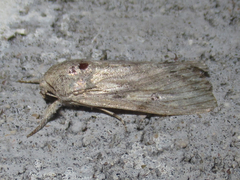 Spodoptera albula