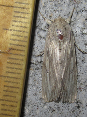 Spodoptera albula