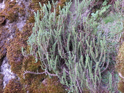 Crassula schimperi
