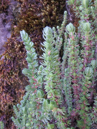 Crassula schimperi