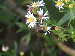 Colletes compactus compactus