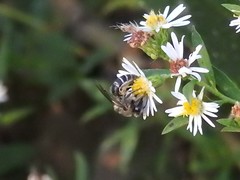 Colletes compactus compactus