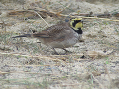 Eremophila alpestris flava