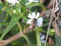 Colletes compactus compactus