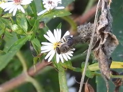 Colletes compactus compactus