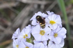 Masarinae
