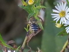 Colletes compactus compactus