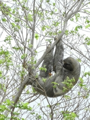 Bradypus variegatus tapajoensis