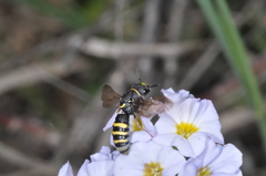 Masarinae
