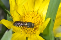 Masarinae