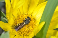 Masarinae