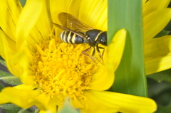 Masarinae