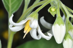 Solanum stuckertii