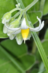 Solanum stuckertii
