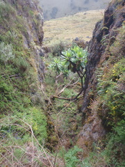 Dendrosenecio