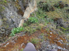 Dendrosenecio