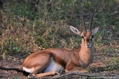 Gazella bennettii