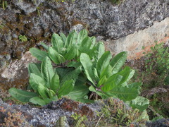 Dendrosenecio