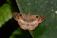 Cornuphallus albafascia