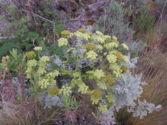 Afrosciadium kerstenii