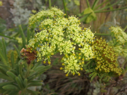 Afrosciadium kerstenii