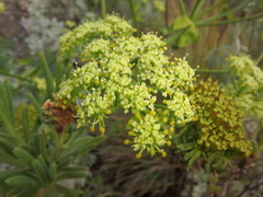 Afrosciadium kerstenii