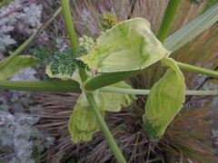 Afrosciadium kerstenii