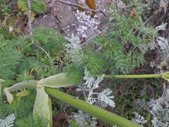 Afrosciadium kerstenii