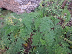 Afrosciadium kerstenii