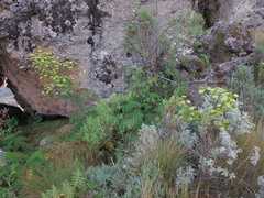 Afrosciadium kerstenii