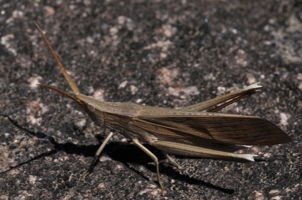 Hyalopteryx rufipennis