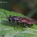 Black Soldier Fly - Photo (c) Marcello Consolo, some rights reserved (CC BY-NC-SA)
