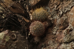 Mammillaria mercadensis
