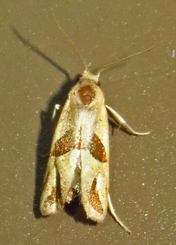 Two-spotted Eugnosta Moth photo 4