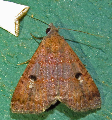 Double-lined Brown Moth photo 3