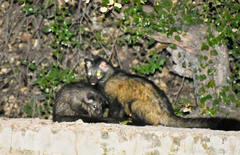 Paradoxurus hermaphroditus